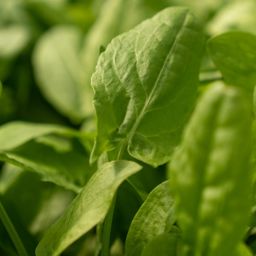 Veldzuring / Field sorrel