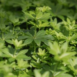 Lieve vrouwe bedstro / Sweet woodruff