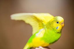 Budgerigar