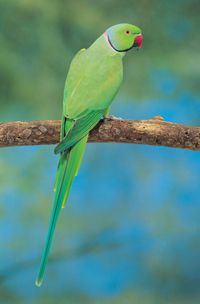 Ringneck parrot