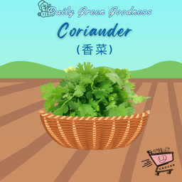 Fresh Coriander 香菜 