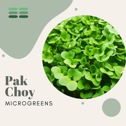 Pak Choy Microgreens Seeds