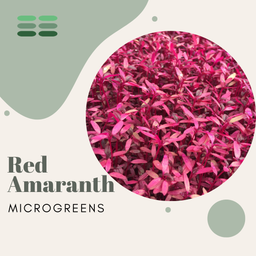Red Amaranth Microgreens Seeds