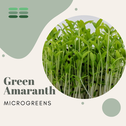Green Amaranth Microgreens Seeds