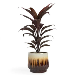 Cordyline Fruticosa 'Mambo'