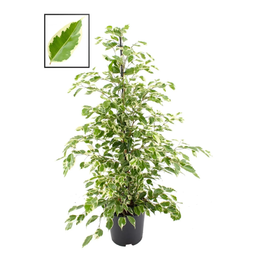  Ficus Benja. 'Twilight'