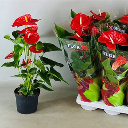  Anthurium Royal Red Small
