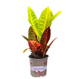Croton