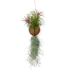 Air Plant With Coconut Seed