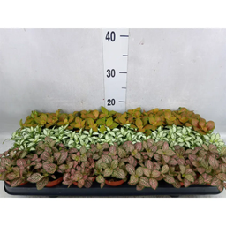 Fittonia Mix color 1 piece