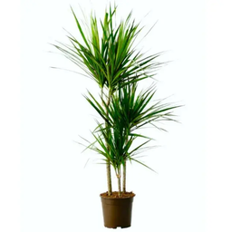 Dracaena Marginata
