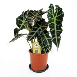 Alocasia Amazonica 'Polly'