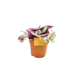 Tradescantia 'nanouk' Small