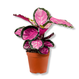  Calathea Roseopicta Rosy