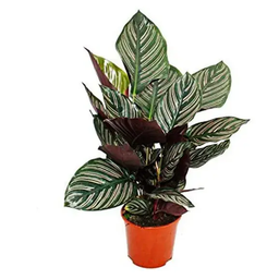  Calathea Sanderiana Ornata