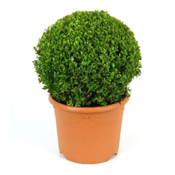 Buxus Sempervirens Ball