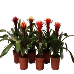 Guzmania Hope Info Mix Color 1 Piece