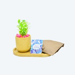 Buffindia EcoBloom Oval DIY Planter Kit