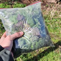 Brandnetel / Stinging nettle