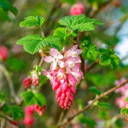 Rode Ribes / flowering currant