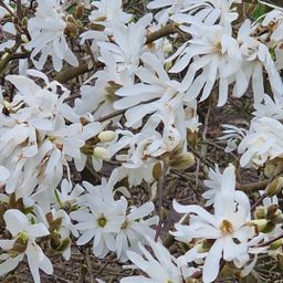 Magnolia Stellata
