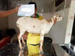 Korban Kambing 🐐 🇮🇩 Indonesia, Medan