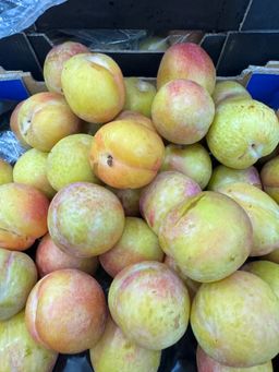 Australia October Sun Plum 