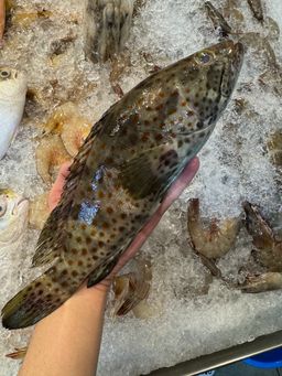 Black Grouper