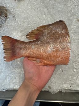 Red Snapper Tail 