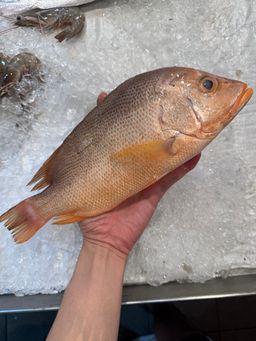 Red Snapper Whole Fish (400g-500g)