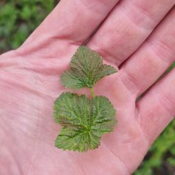 Baby Zwarte bes blad/ Black currant leaf