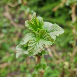 Baby Zwarte bes blad/ Black currant leaf