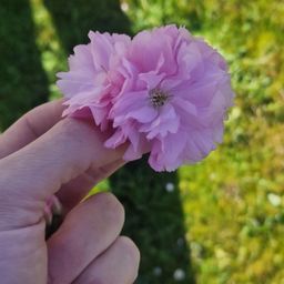 PREORDER Sakura flowers