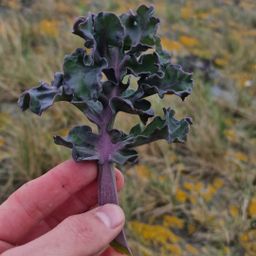 Zeekool / Sea kale