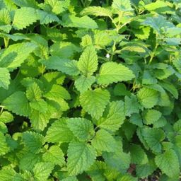 Citroen Melisse / Lemon balm