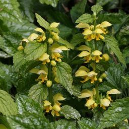 Gele Dovenetel / Stingless nettle flower tops
