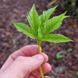 zevenblad / ground elder
