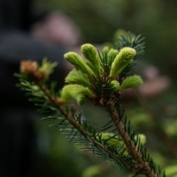 PREORDER Spar topjes / young pineshoots 