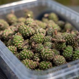 PREORDER Jonge dennenappels / Young pinecones 