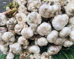 ثوم أخضر عراقي 