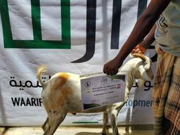 [Yemen] - Goat