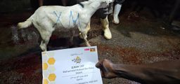 [Uganda] - Goat