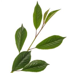 PREORDER Sakura blad/Leaves 