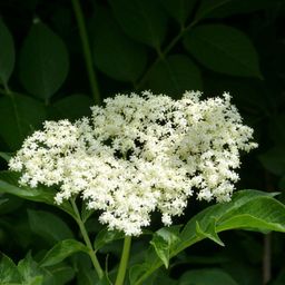 PREORDER Vlierbloesem / Elderflower