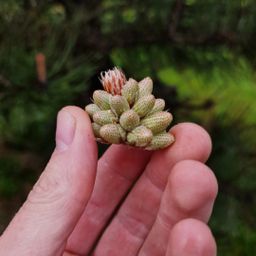 PREORDER Dennenbloem / male pine flowers 