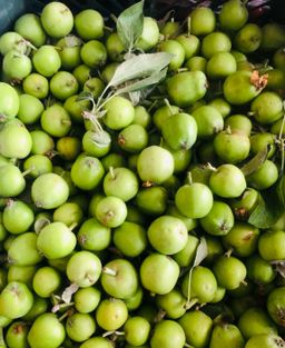 تفاح كوفي اخضر