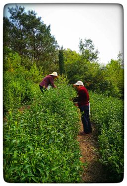 Green Tea organic fair trade Longjing (Dragon Well) 明前龍井(有機公平貿易)