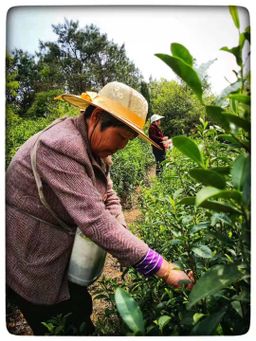 Green Tea organic fair trade Longjing (Dragon Well) 明前龍井(有機公平貿易)