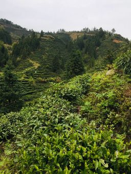 Green Tea Organic fair trade Wild Mountain 婺綠野山 (有機公平貿易) 