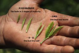 Green Tea Organic fair trade Wild Mountain 婺綠野山 (有機公平貿易) 